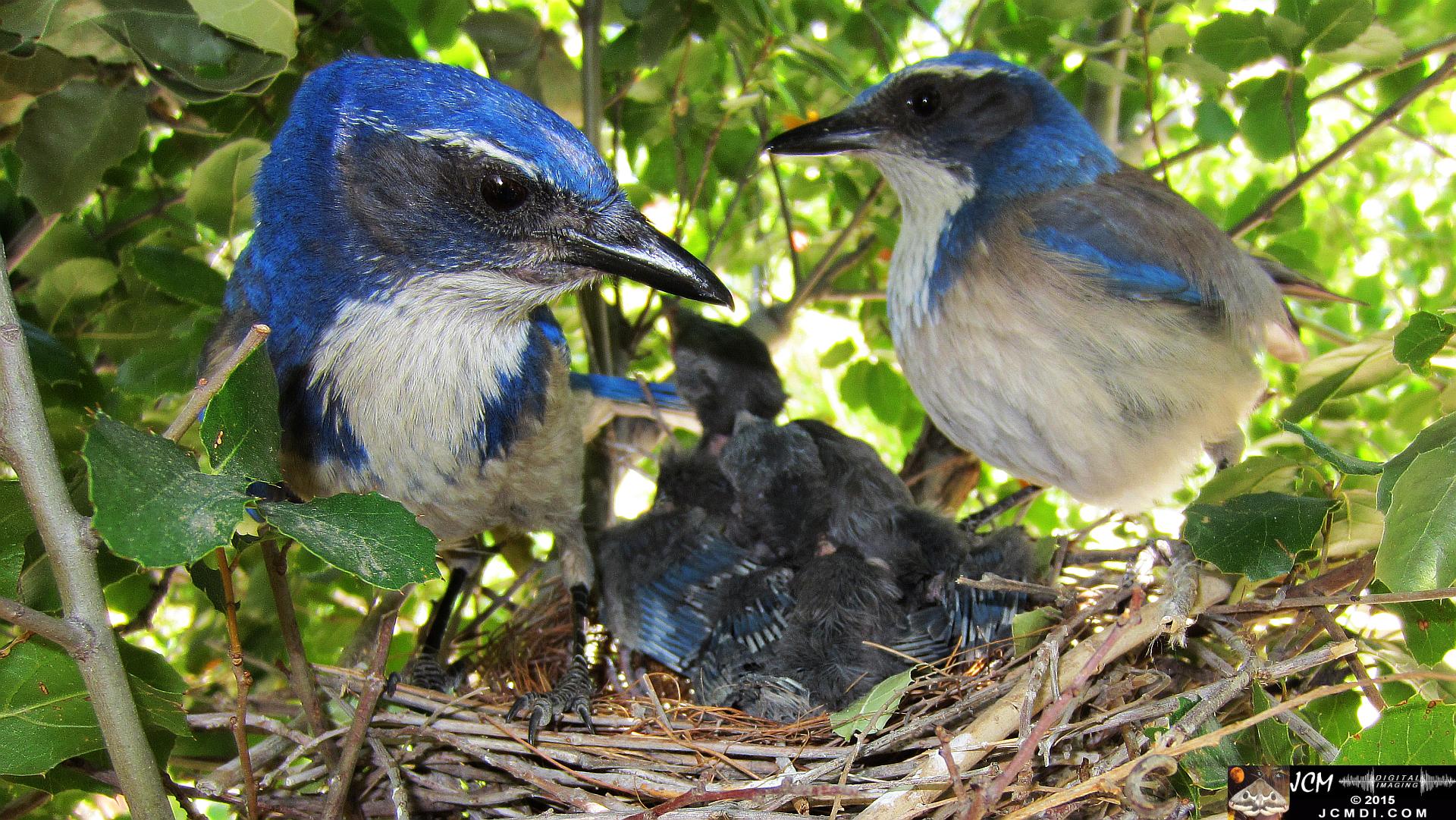Scrub Jay Nest Documenatry with chicks